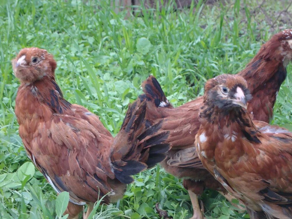 Купить кур в орле. Орловские куры. Орловские Алые куры. Гибрид орла и курицы. Орловская порода кур.