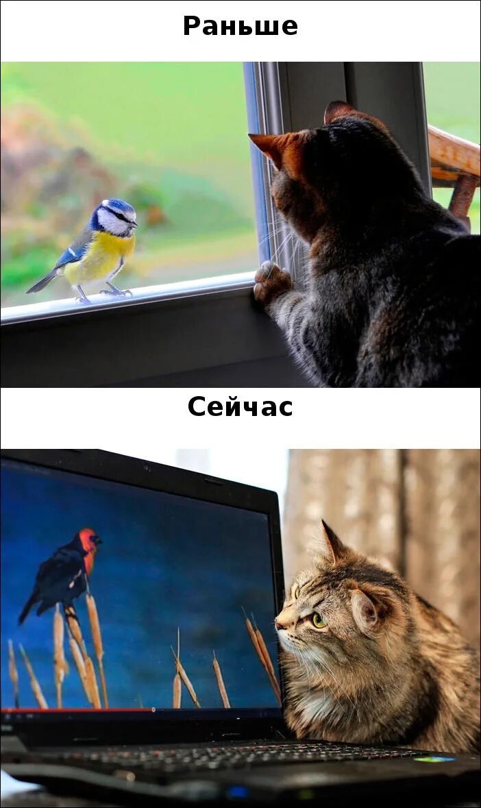 Коты раньше коты сейчас. Кот на телевизоре тогда и сейчас. кошки тогда и сейчас. коты раньше и сейчас. телевизор раньше и сейчас.