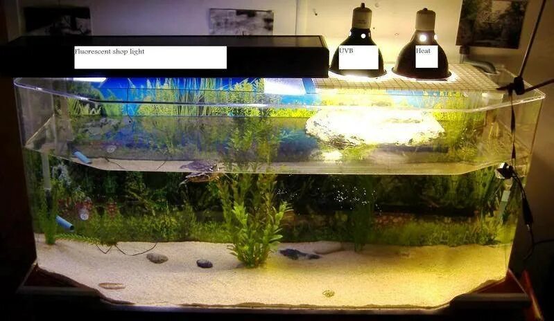 Температура в аквариуме черепахи. Красноухая черепаха вода в аквариуме. Акватеррариум 150 литров. Аквариум для красноухой черепахи 10 литров. Температура в аквариуме черепахи.