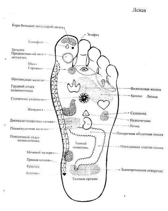 Точечный массаж ступней схема. Проекция органов на ступне человека правой ноги. Акупунктурные точки стопы схема. Точки на ступни стопе ноги отвечающие за органы. Точки на подошве ног