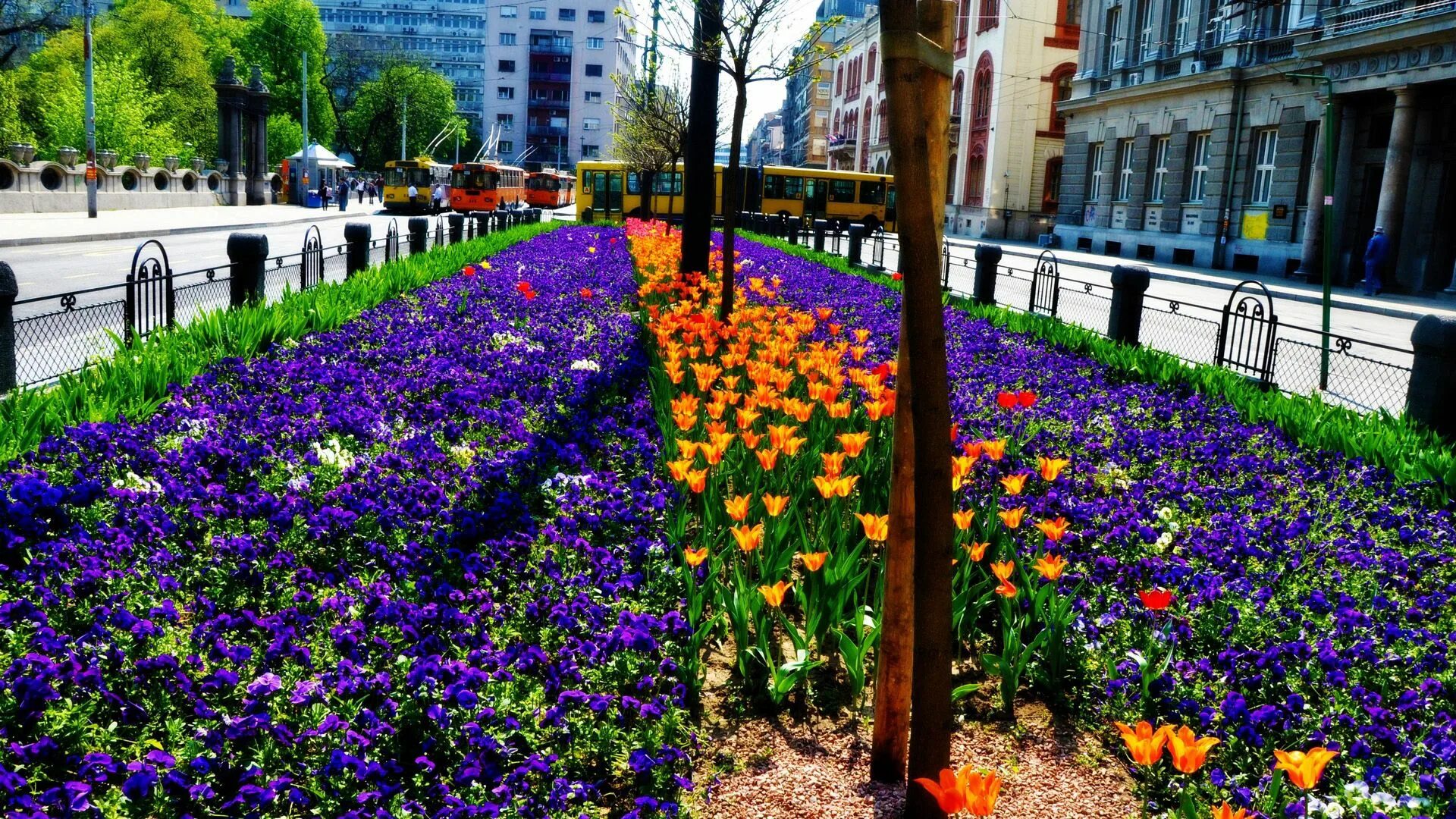 Street of flowers. Клумбы на улицах города. Цветы на улице. Газонные цветы. Клумбы в городе.