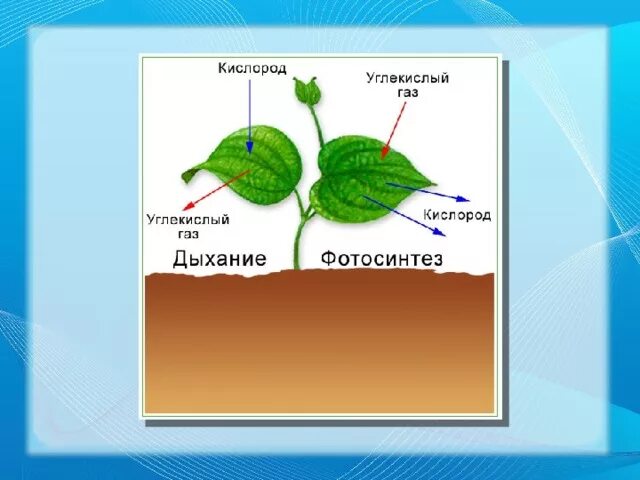 Видеоурок дыхание растений биология 6