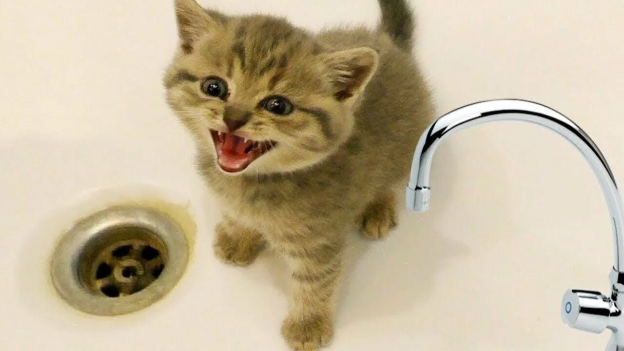 Через сколько можно купать котят. Со скольки месяцев можно купать котят. можно ли мыть котят в 2 месяца. с какого месяца можно купать котенка.