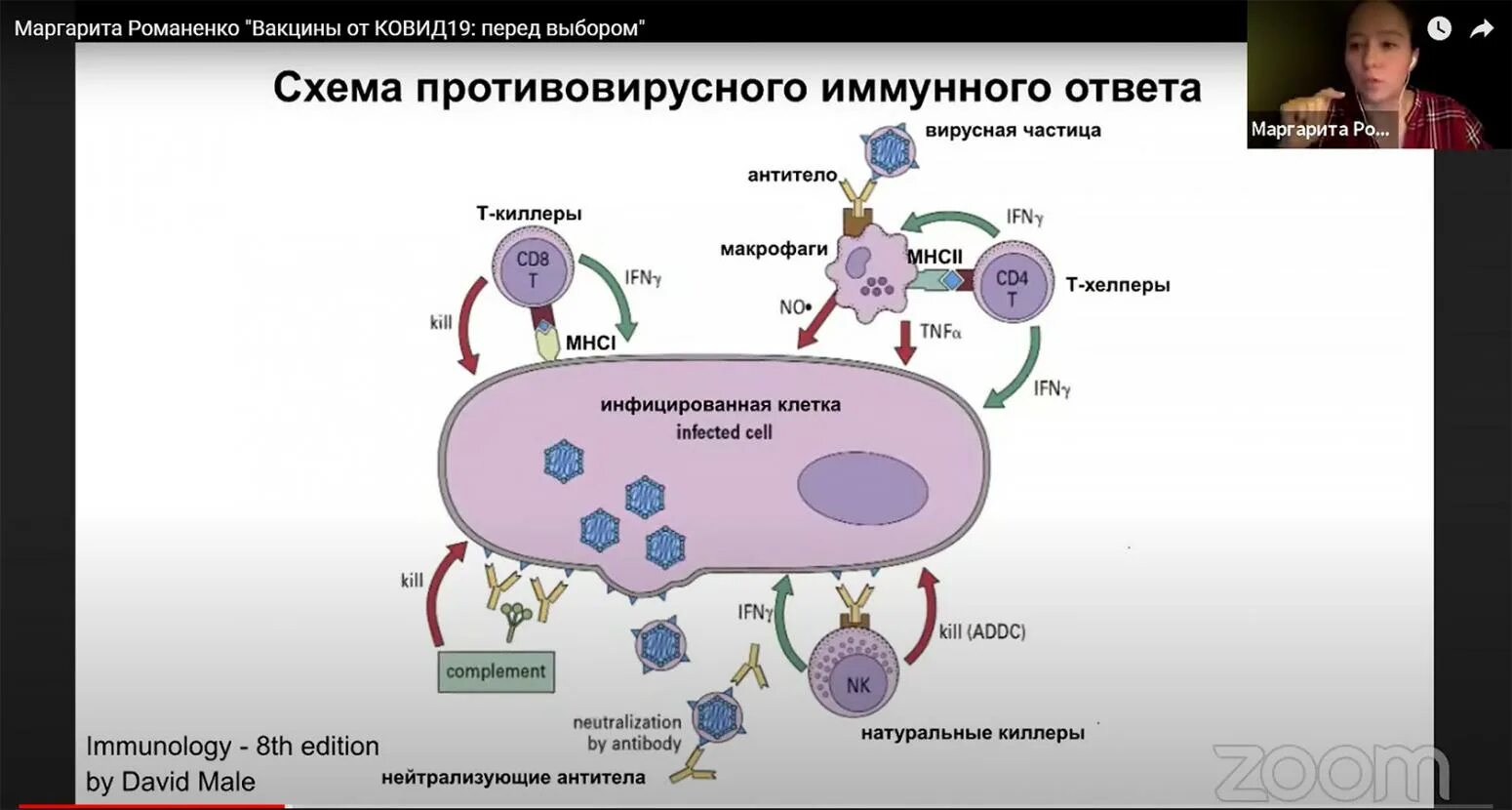 Механизмы противовирусного иммунитета схема. Схема противовирусного иммунного ответа. Противовирусный иммунитет схема. Противовирусный иммунный ответ. Изменения после ковида