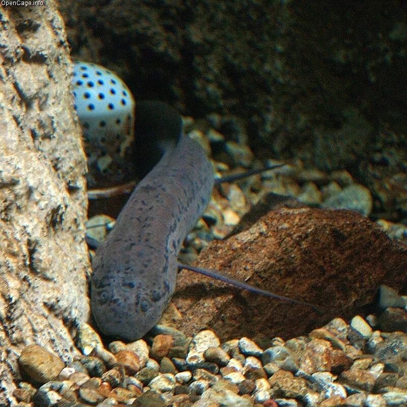 South African Lungfish