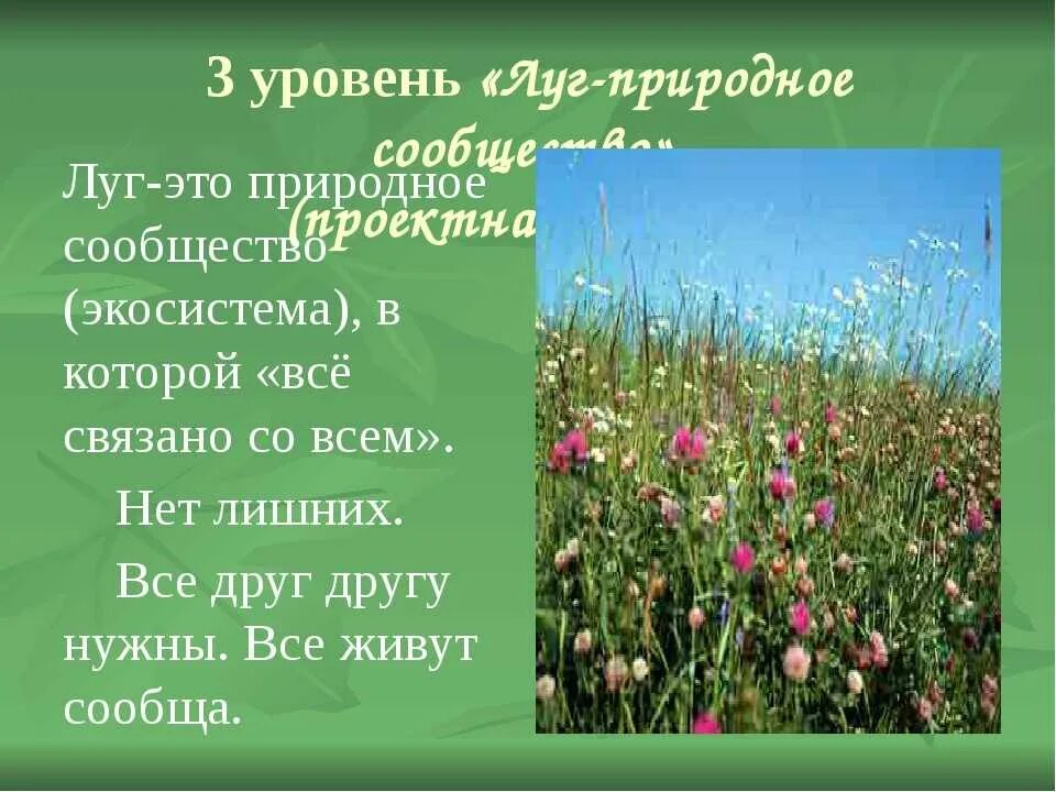 Природное сообщество Луга. Доклад про луг. Тема жизнь Луга. Дег природное сообщество.