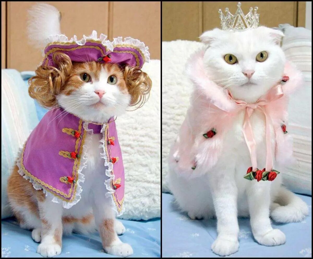 Кошечка с одеждой. Кот в костюме. Костюм кошки. Красивая одежда для котов. Кошки в одежке.