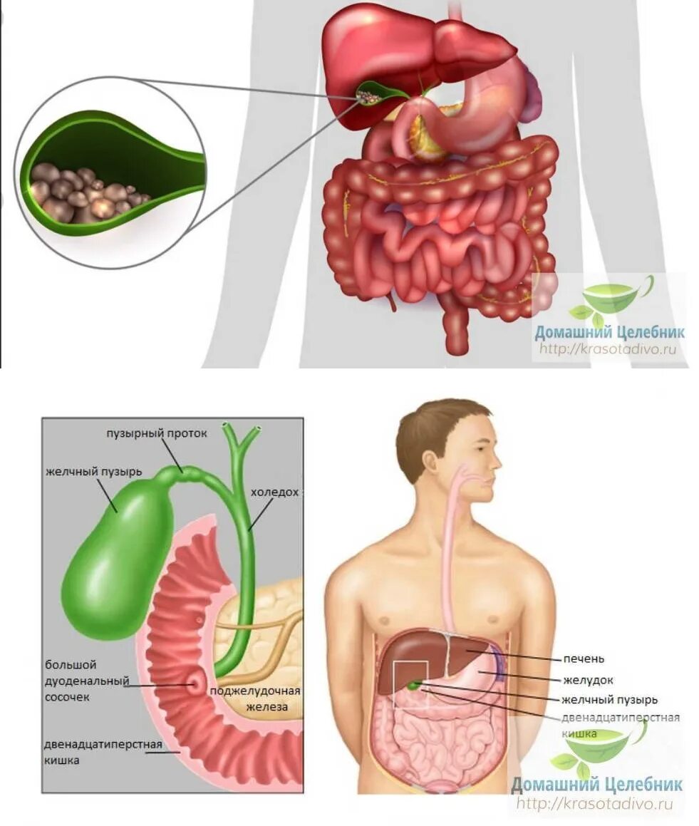 Желчный пузырь картинки у человека. Внутренние органы желчный пузырь. Строение внутренних органов желчный пузырь. Анатомия человека, желудок, желчный пузырь.