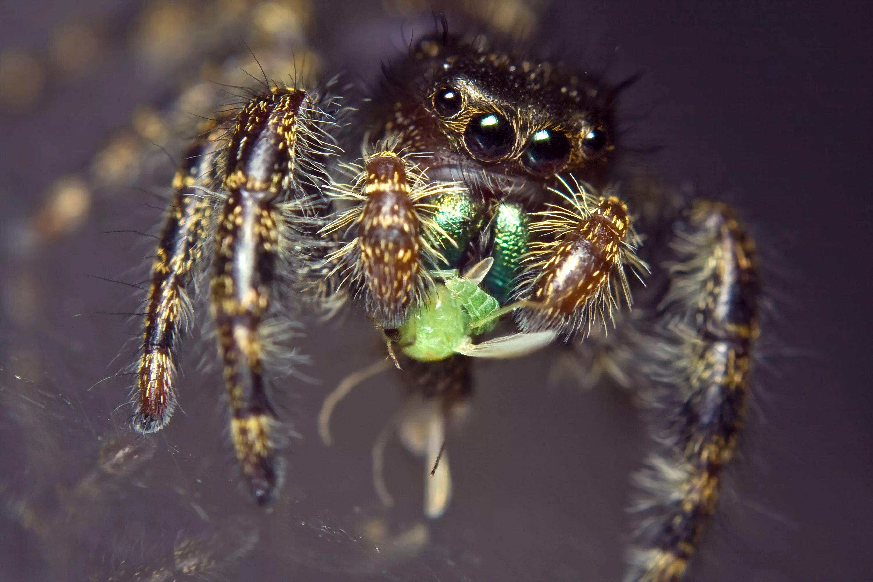 У пауков прикрепленный образ жизни. Паук крестовик зеленый. Паук крестовик глаза. Арахнида паук зеленый. Грин паук.