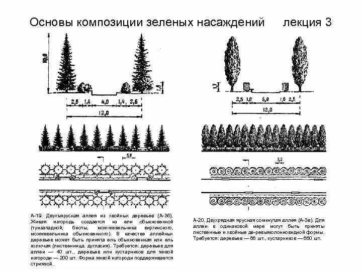 Схема посадки сеянцев сосны. Схема посадки туй в живой изгороди. Схема посадки кустарников в живую изгородь. Схема посадки живой изгороди из туи. Расстояние хвойная