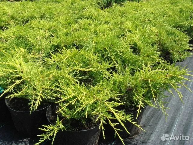 Можжевельник китайский 'Gold Coast' ('Голд Кост', Juniperus x pfitzeriana 'Aurea