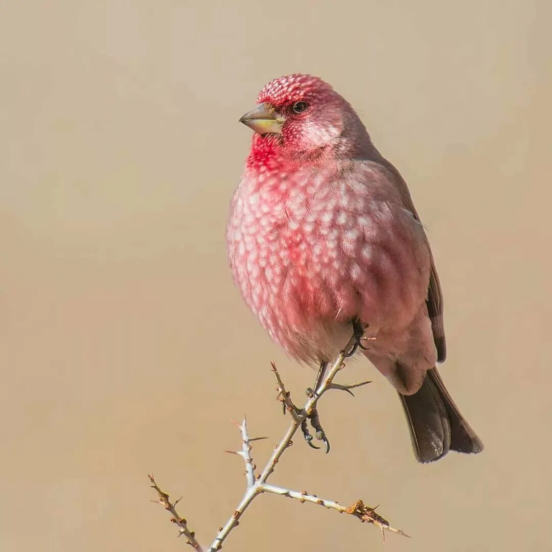 Маленькая розовая птица. Rosefinch птица. Розовый Зяблик. Малиноаогоудая петроика. Розовогрудая петроика.