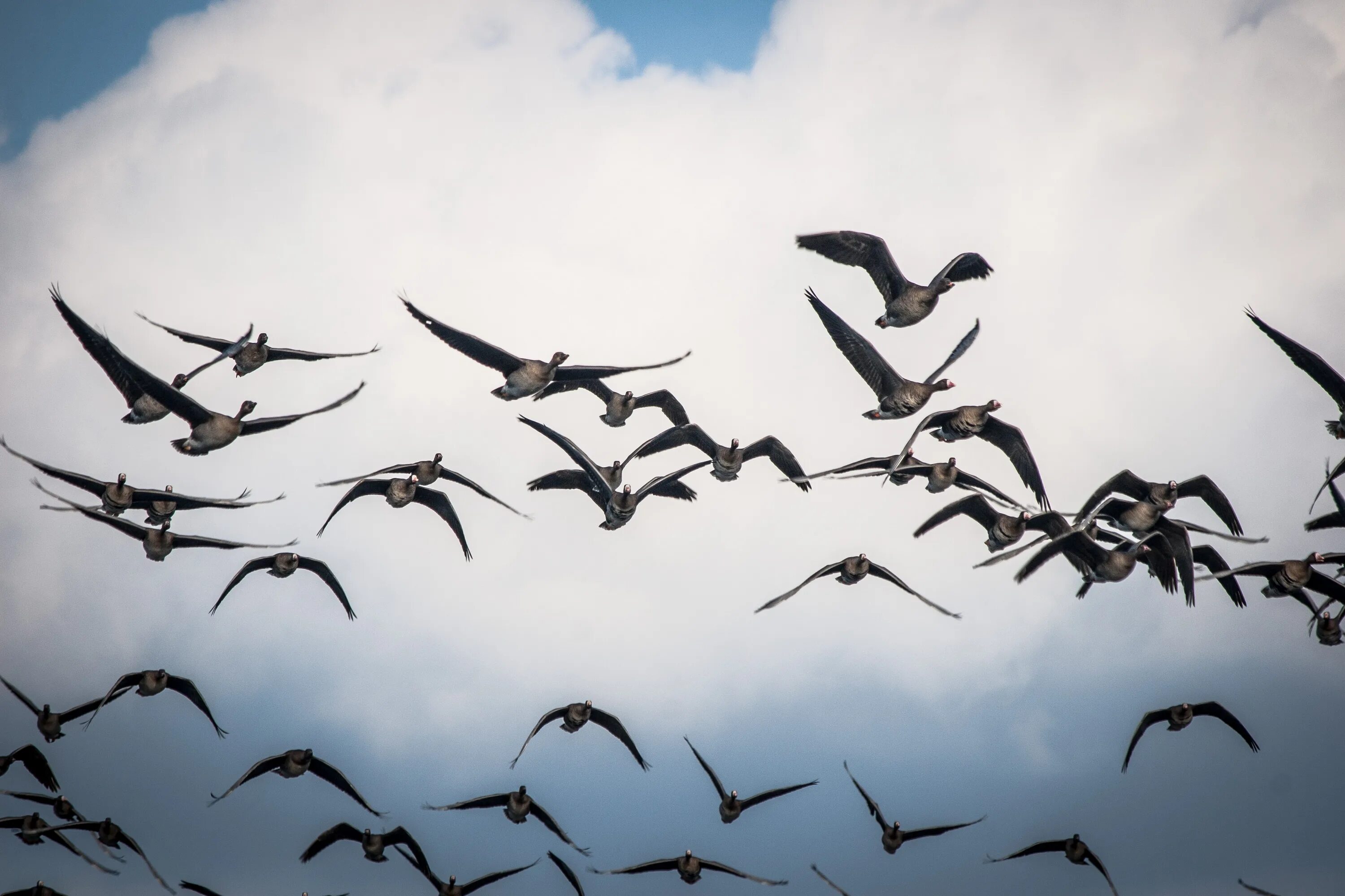 Flock of birds. Стая птиц. Перелетные птицы. Стая ласточек. Перелет птиц.