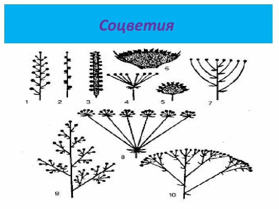 Простые и сложные соцветия схема. Соцветия растений таблица. Соцветия простые и сложные таблица с примерами. Типы соцветий покрытосеменных. Тест цветок соцветие 6 класс биология
