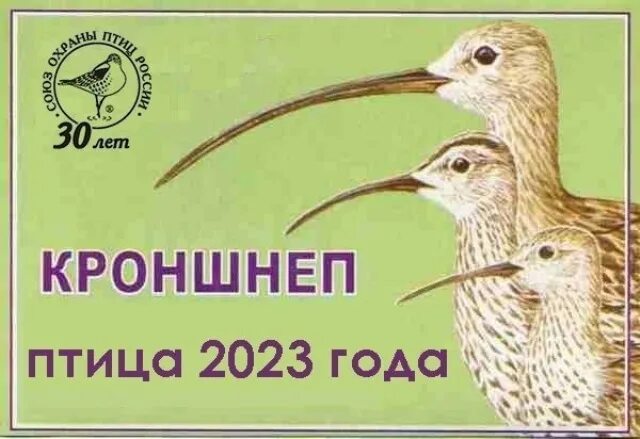 птица года 2023 года кроншнеп. птица года 2023 в россии кроншнеп. птица года 2023 в россии кроншнеп. 2023 год какой птицы. 2023 год какой птицы.