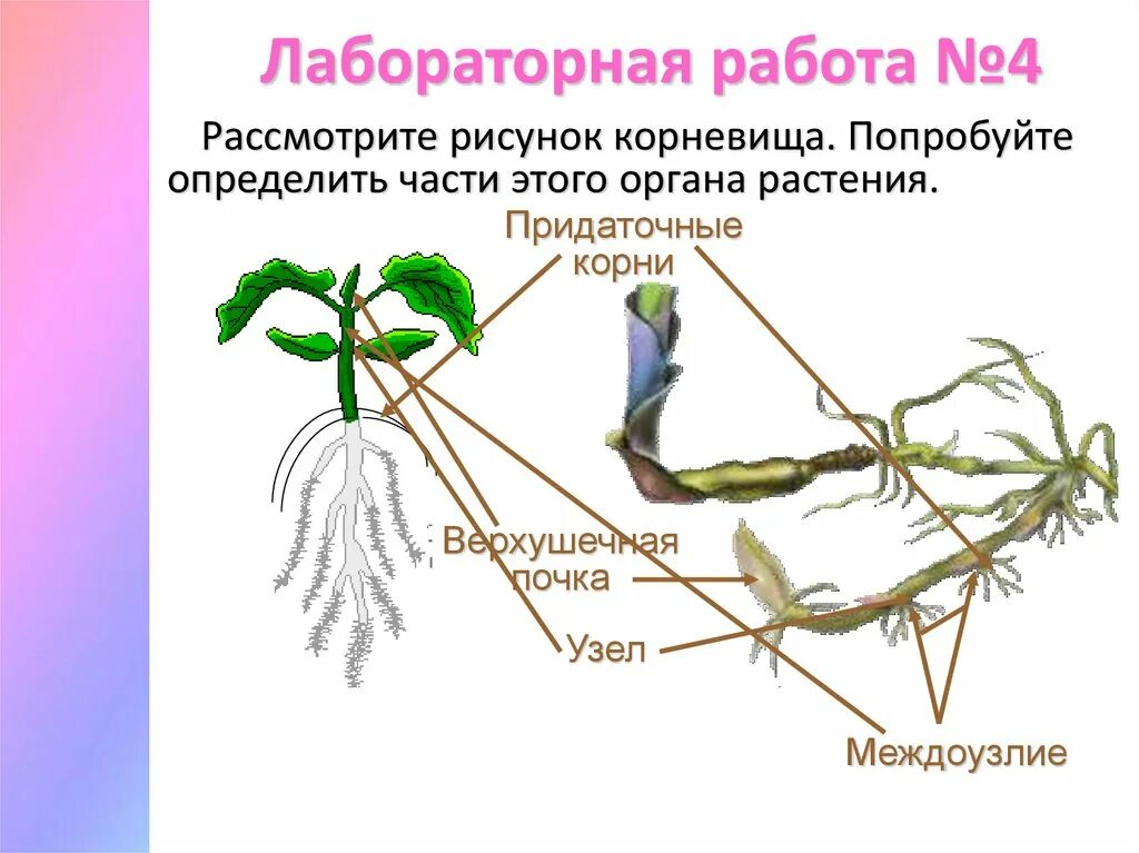 1 побег это часть корня. Корневище пырея это видоизмененный побег. Строение корневища пырея. Видоизменённый побег корневище пырей. Внешнее строение корневища крапивы.