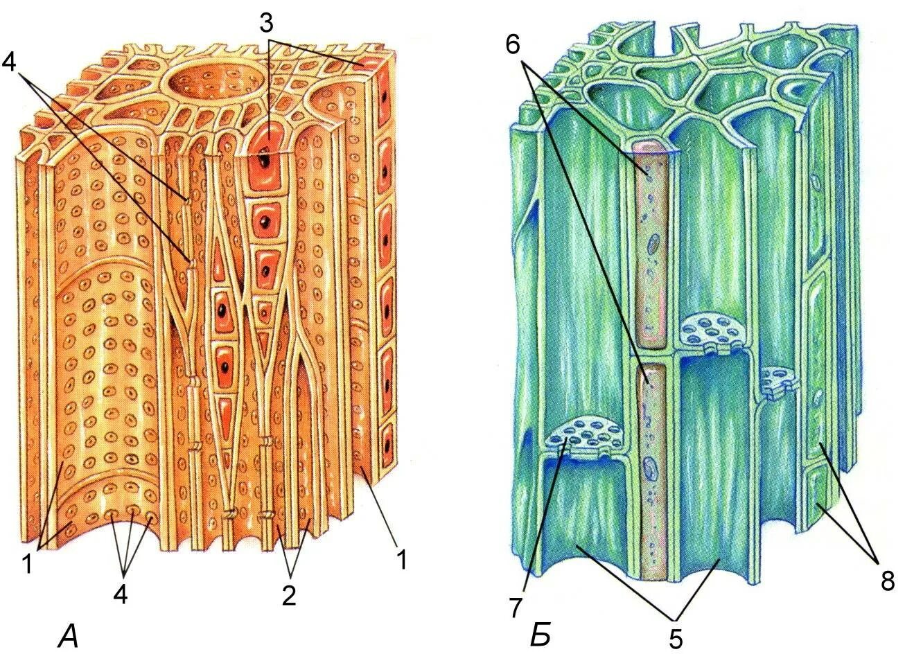 Клетки древесины Ксилема флоэма. Проводящая ткань растений Ксилема и флоэма. Ксилема и флоэма это ткани. Ткани растений Ксилема флоэма.