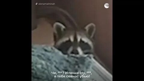 Енот илюша разнес квартиру видео