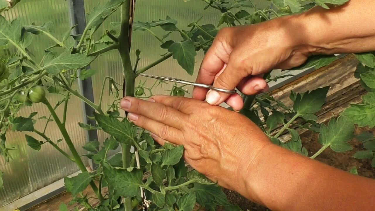 Д пасынки. Пасынкование черри. Пасынковать томаты. Пасынкование помидор. Кусты томатов пасынкование.