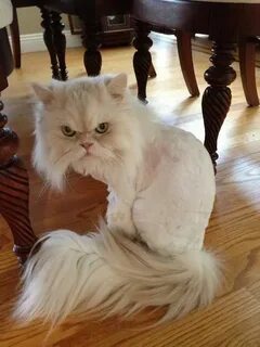 Фото кота подстриженного