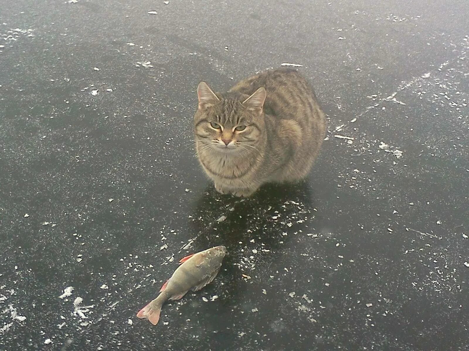 Жадно ловлю. Котик на льду. Кот с рыбой. Кот несет рыбу. Кот Рыбак.