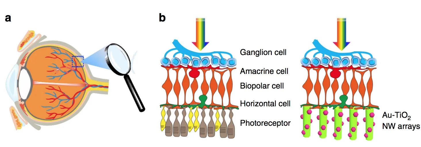 Фоторецепторы сетчатки. Фоторецепторные клетки сетчатки. Фоторецепторы глаза. Фоторецепторы светового зрения. Сетчатка родопсин палочка
