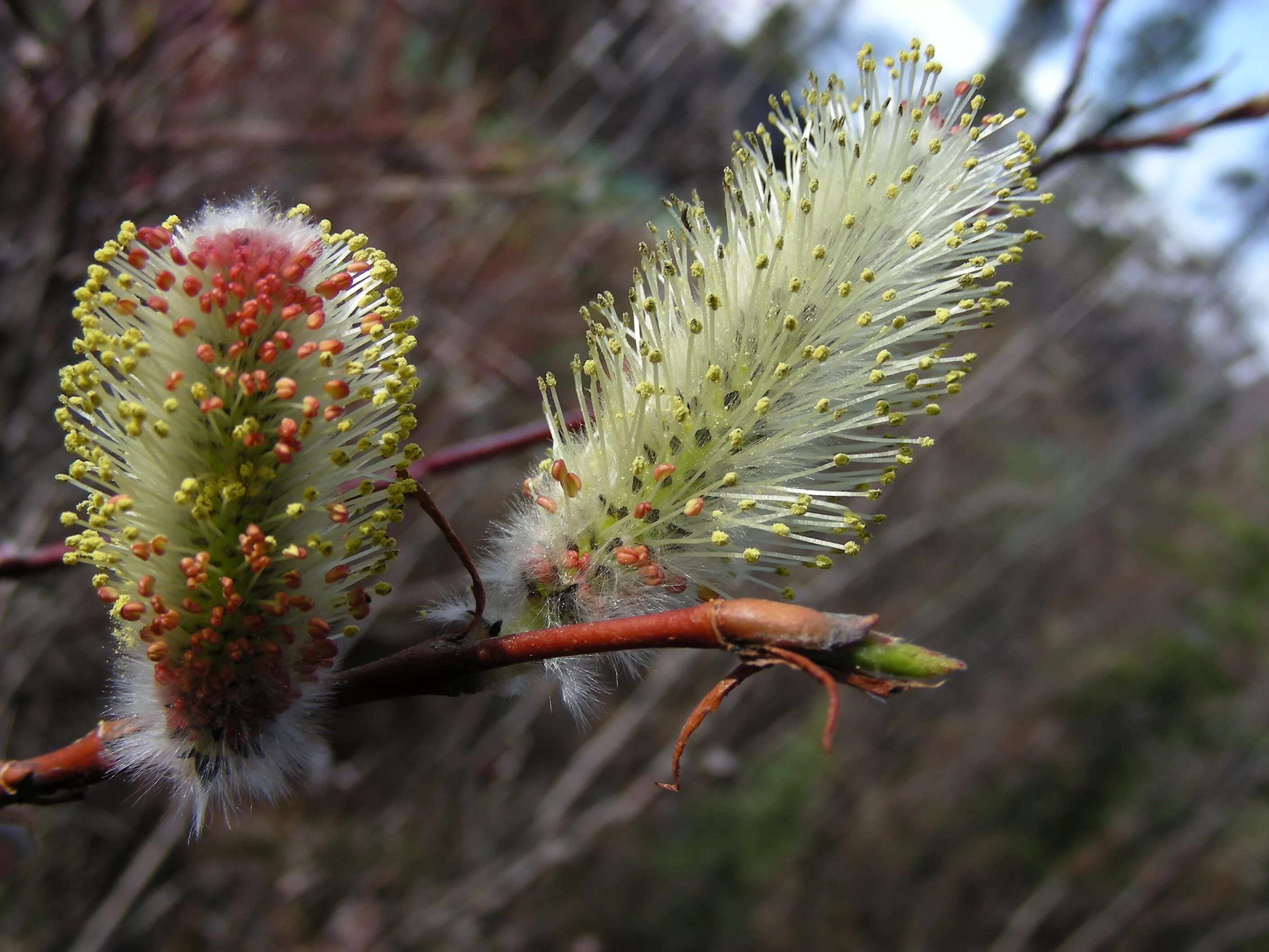 Salix Americana. Salix pulchra. Ива американская Salix Americana. Ива Верба карликовая. Карликовая ива фото