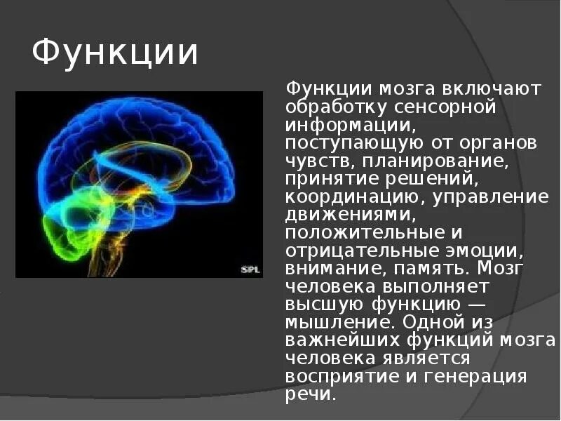 Сколько в мозгах памяти. Высшие функции мозга. Сообщение о головном мозге. Обработка сенсорной информации мозгом. Роль мозга в управлении человека.