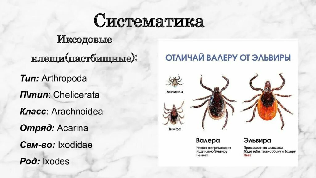 Для клещей характерны следующие признаки. Систематика иксодовых клещей. Иксодовый клещ классификация. Иксодовые клещи систематика латынь. Краснотелковый клещ систематика.