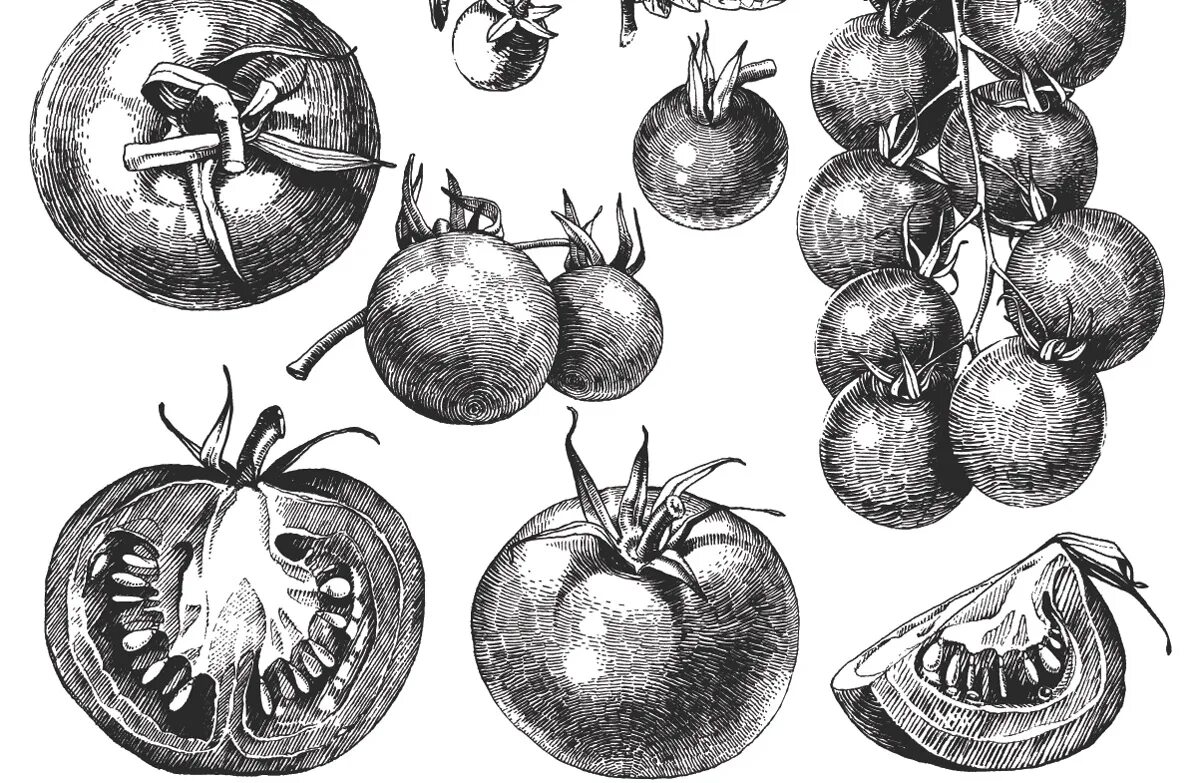Музыка 18 века помидор. Томат (Solanum lycopersicum). Помидоры в древности. Томат в древности. Помидоры на ветке.