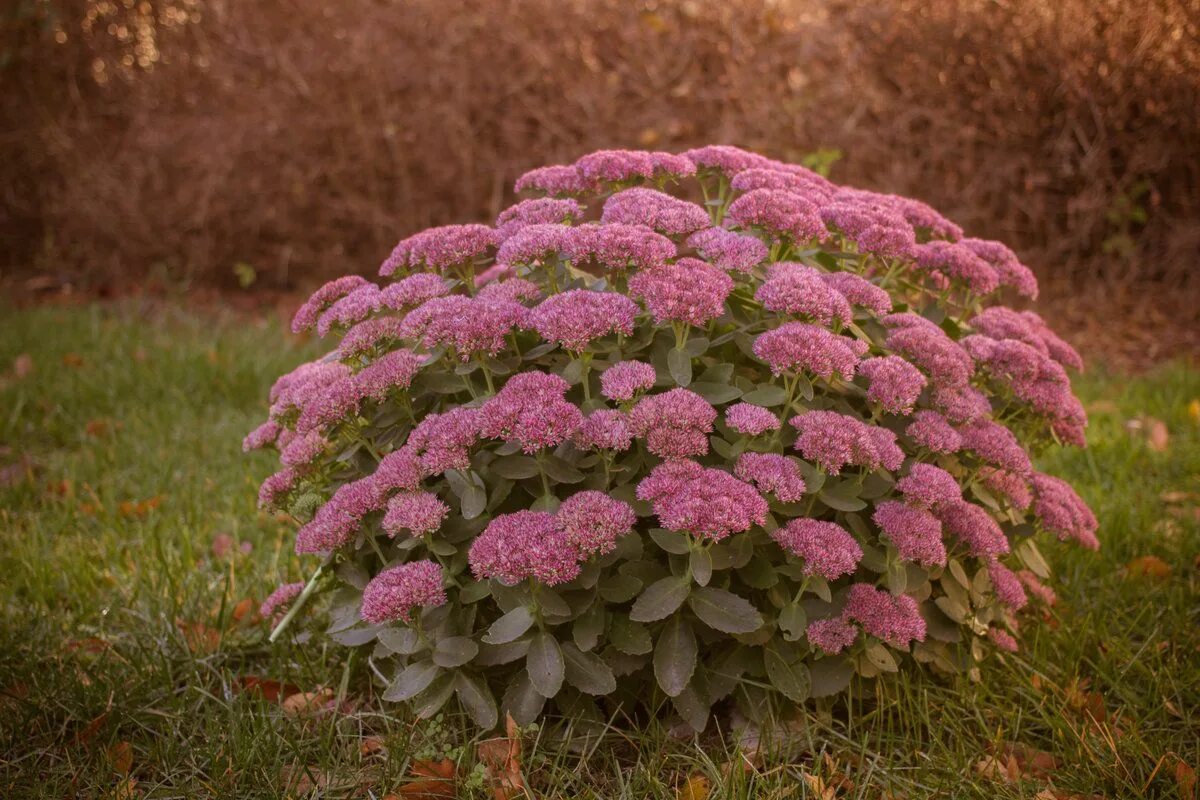 Очитки садовые. Очиток Видный (Sedum spectabile `Brilliant`). Очиток Видный (Sedum spectabile `Carmen`). Очиток Видный (Sedum spectabile).