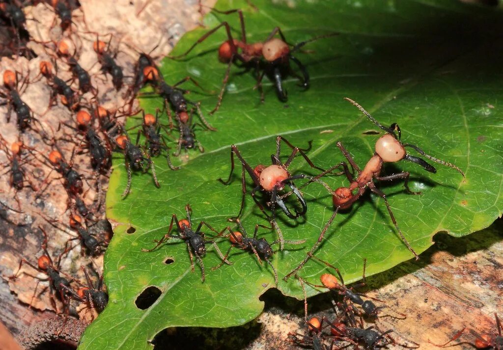 Название армейского муравья. Армейские муравьи-солдаты (Eciton burchellii). Эцитоны Бурчелли. Муравьи кочевники. Муравьи кочевники матка.