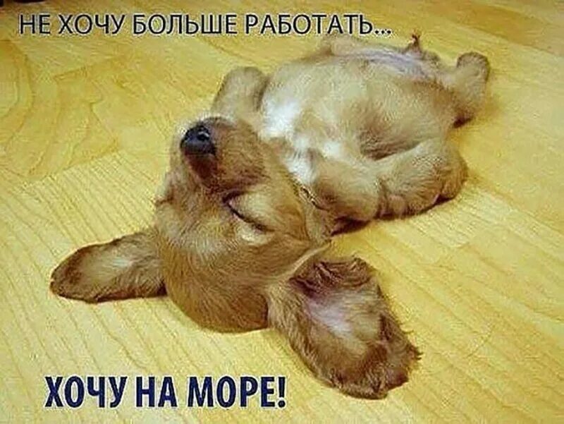 Собаки на полу не было. Смешные спящие собаки. устал работать. уставший щенок.