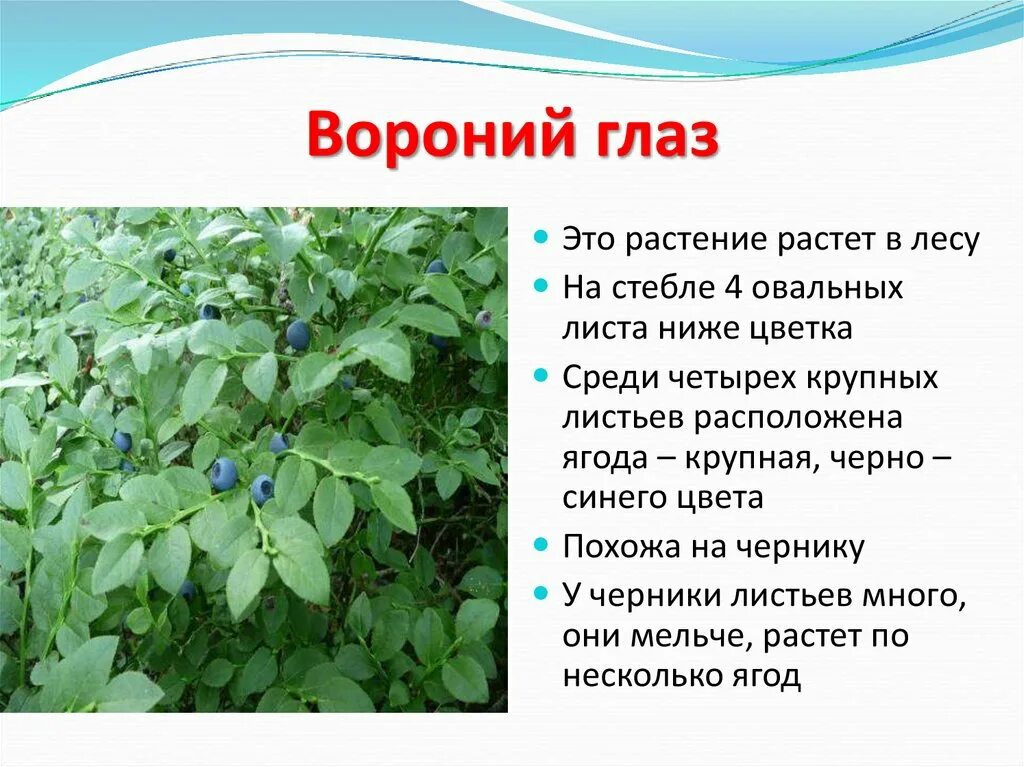 Ядовитое растение 3 класс окружающий мир сообщение. Ядовитые растения. сообщение о ядовитых растениях. ядовитые растения доклад. ядовитые растения презентация.