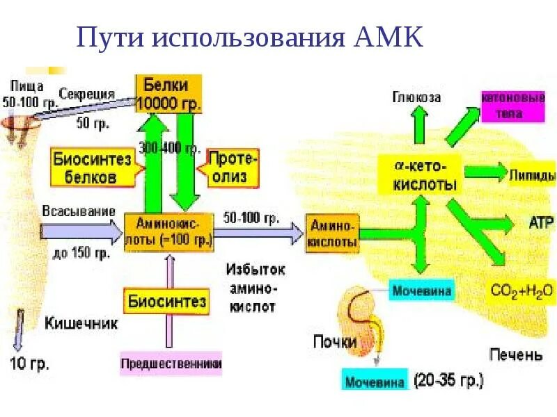 Переваривание растительных белков. Пути использования АМК. Пути использования белков. Схема переваривания белков. Белки биохимия презентация.