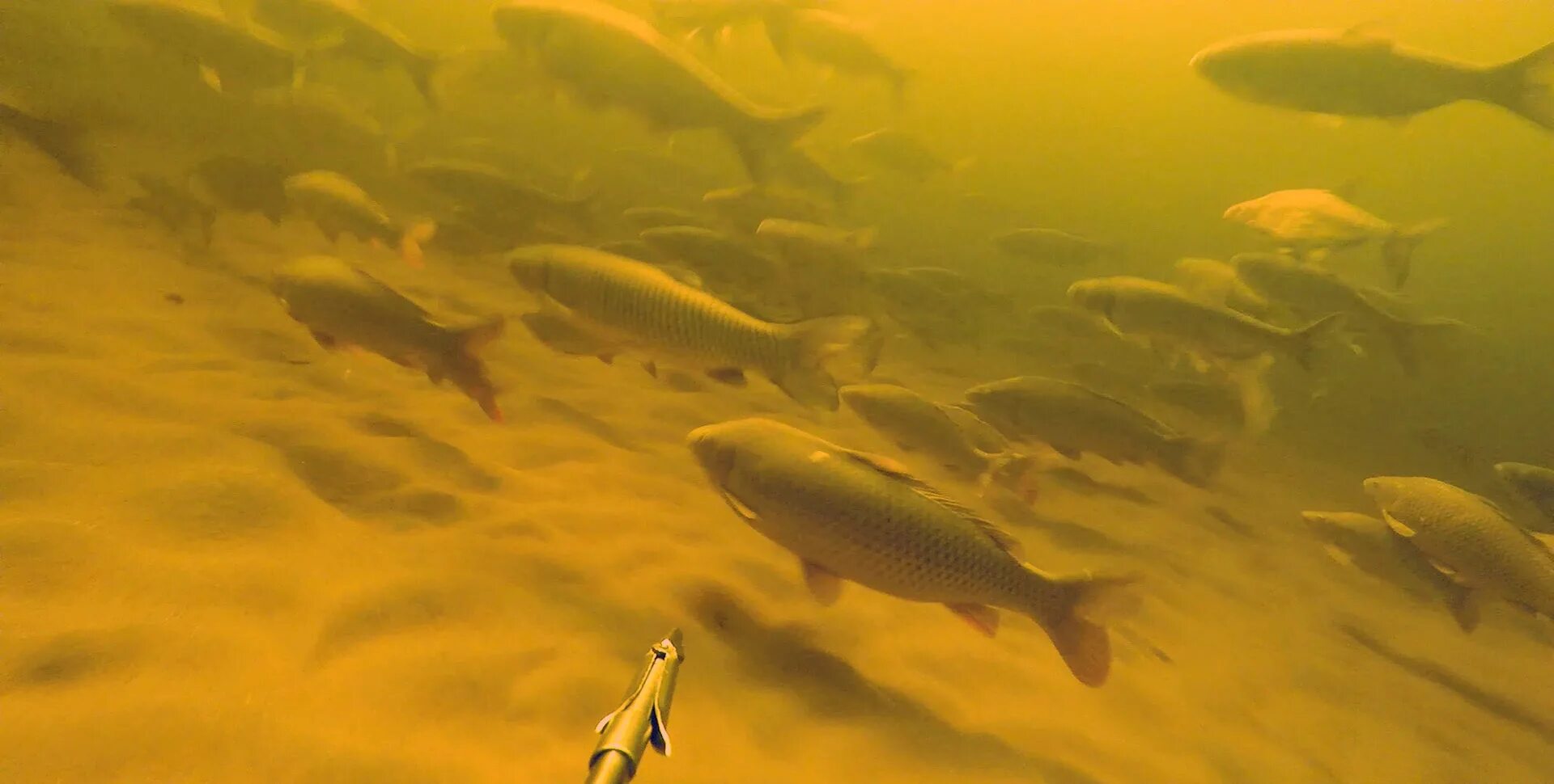 прозрачное море с рыбами. рыба в мутной воде. рыба в мутной воде. вода в пруду. рыба в мутной воде.