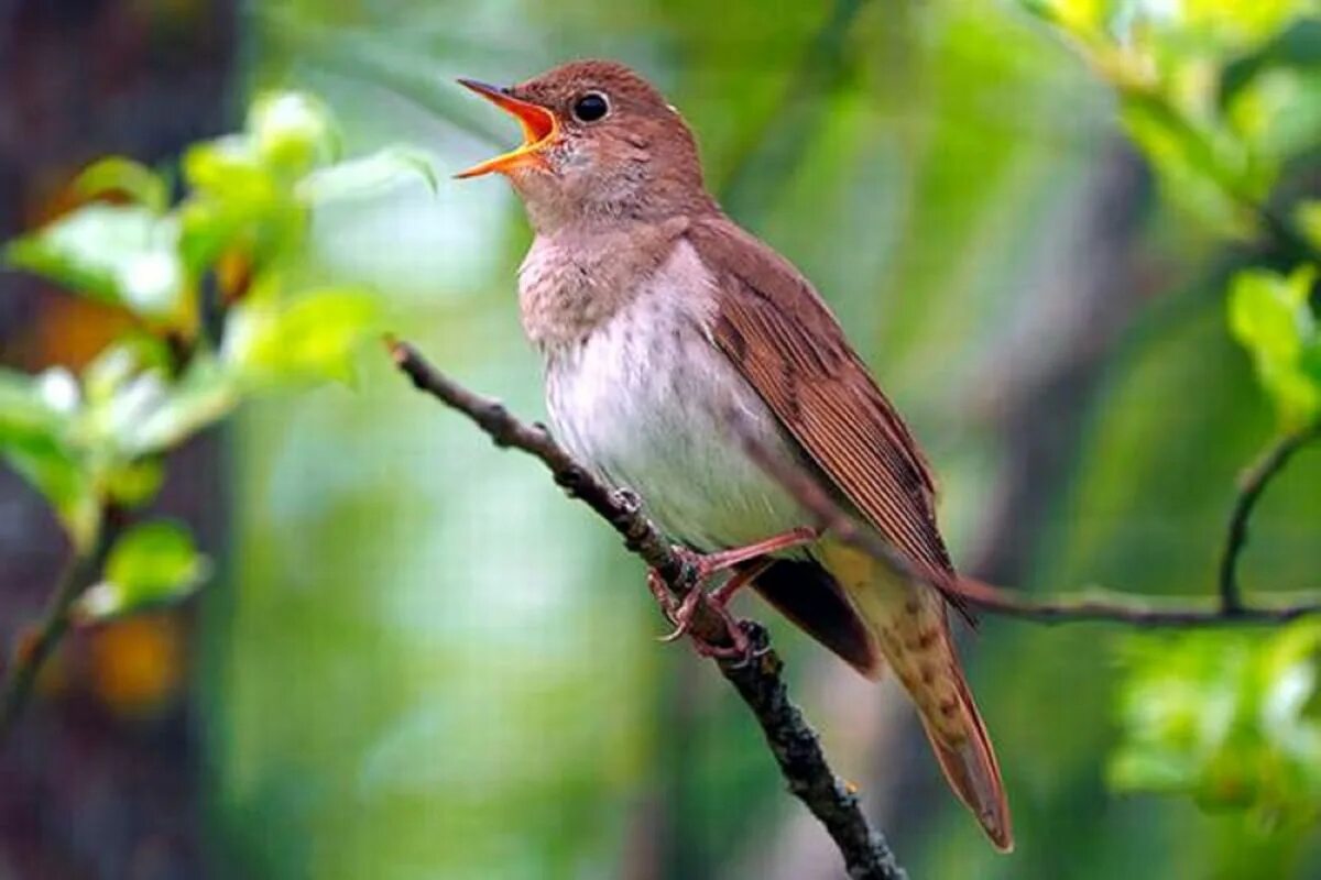 Как называется песня соловья. Орнитология соловей. песнь соловья. nightingale соловьиная трель. соловей поет.