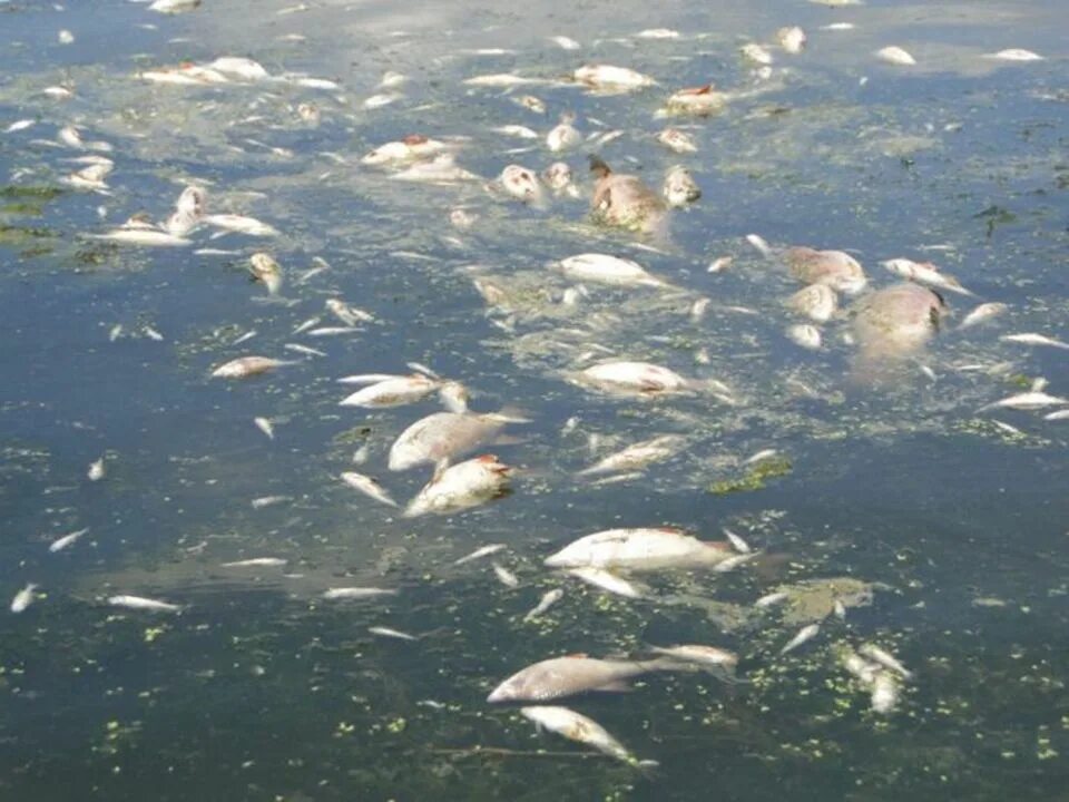 кислотные дожди и животные. кислотные дожди. влияние кислотных дождей на водоемы. влияние кислотных осадков на животных. кислотные дожди гибель рыбы.