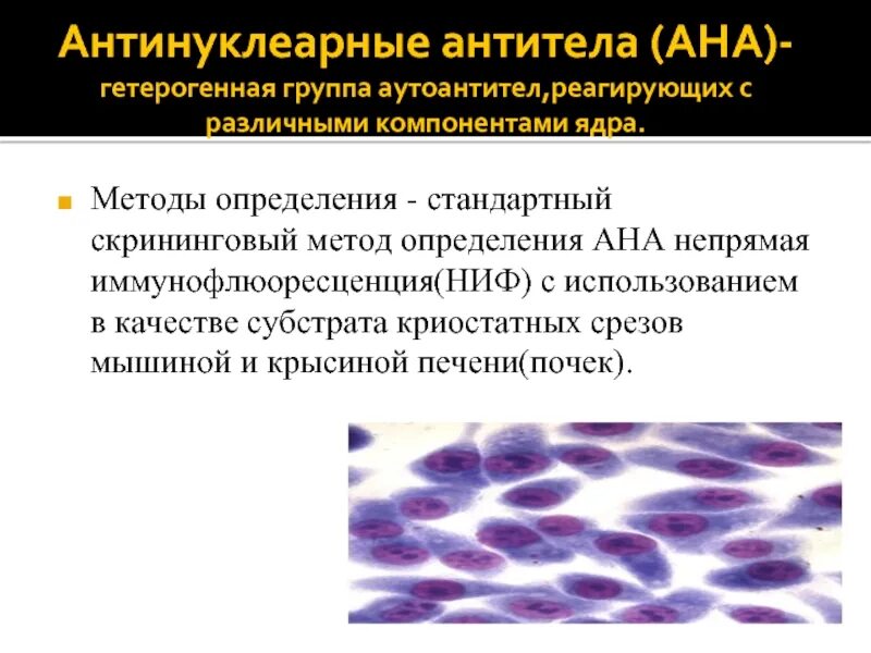 Антинуклеарные АТ. Исследование антинуклеарных антител. Ана антитела. Антинуклеарные антитела Ana норма. Антинуклеарный фактор норма