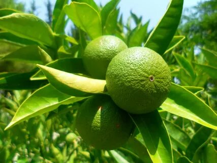 Green fruit