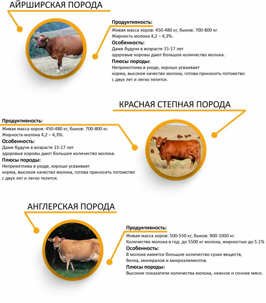 Корову принесли в жертву. Характеристика коров айрширской породы. Айрширская порода продуктивность. Молочная продуктивность айрширской породы коров. Показатели молока айрширских корова.