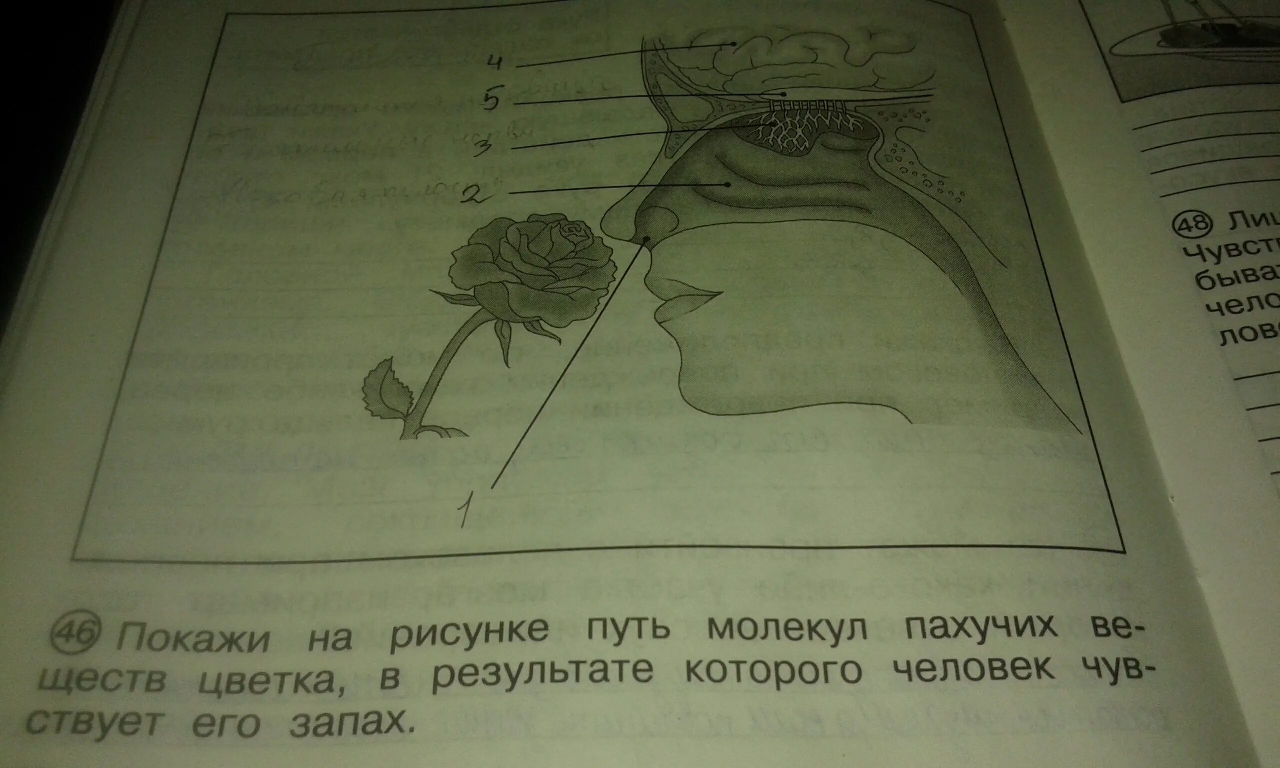 Покажи на рисунке путь молекул пахучих веществ цветка. Покажи на рисунке путь молекул. Покажи на рисунке путь по телеку пахучий. Гришуня на планете лохматиков. Шагая по пахучему лиственному