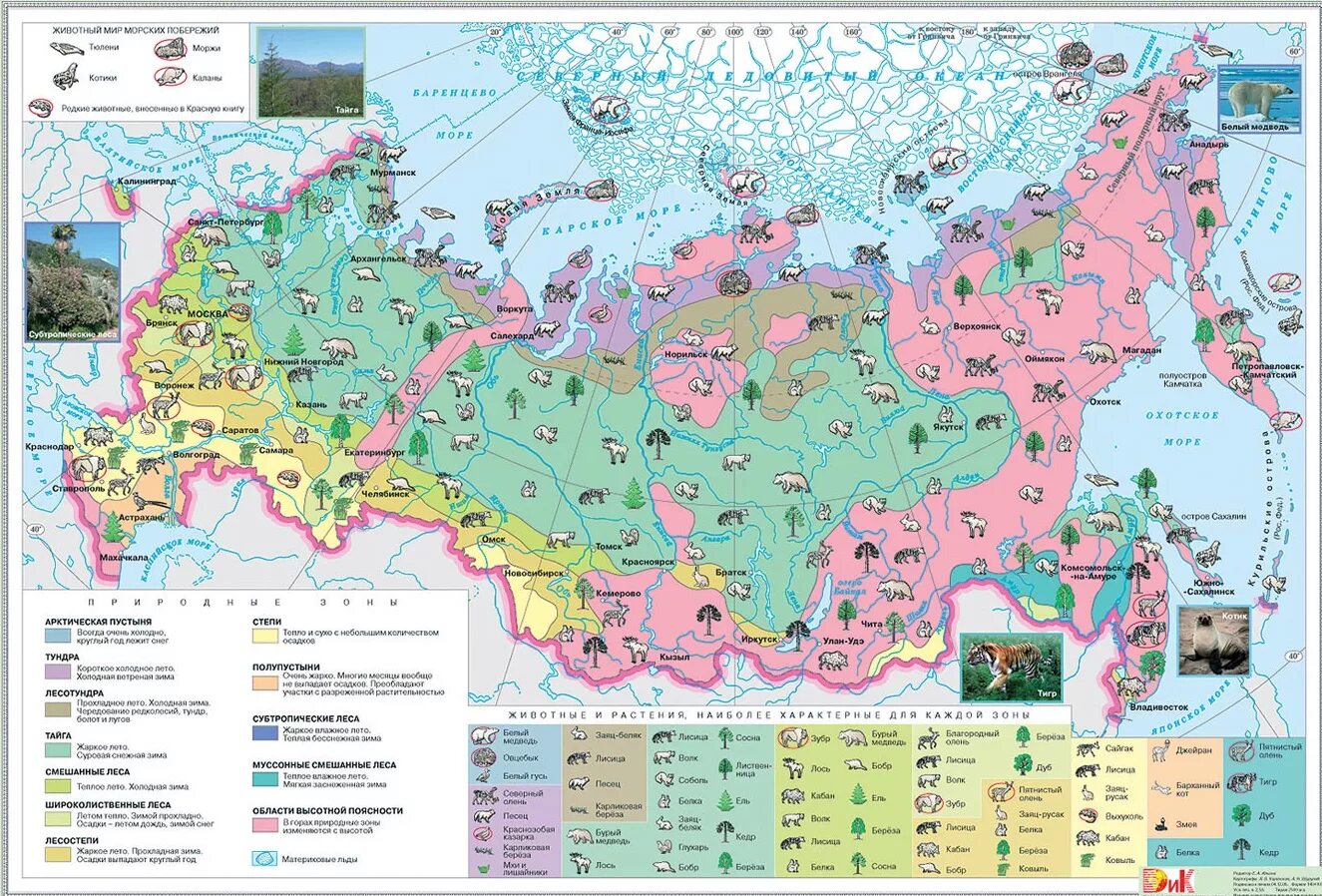Карта природных зон России с растениями. Растительный и животный мир природных зон России карта. Природные зоны растения и животные России карта. Карта природных зон с животными России 4 класс окружающий мир. Какие природные зоны находятся на территории