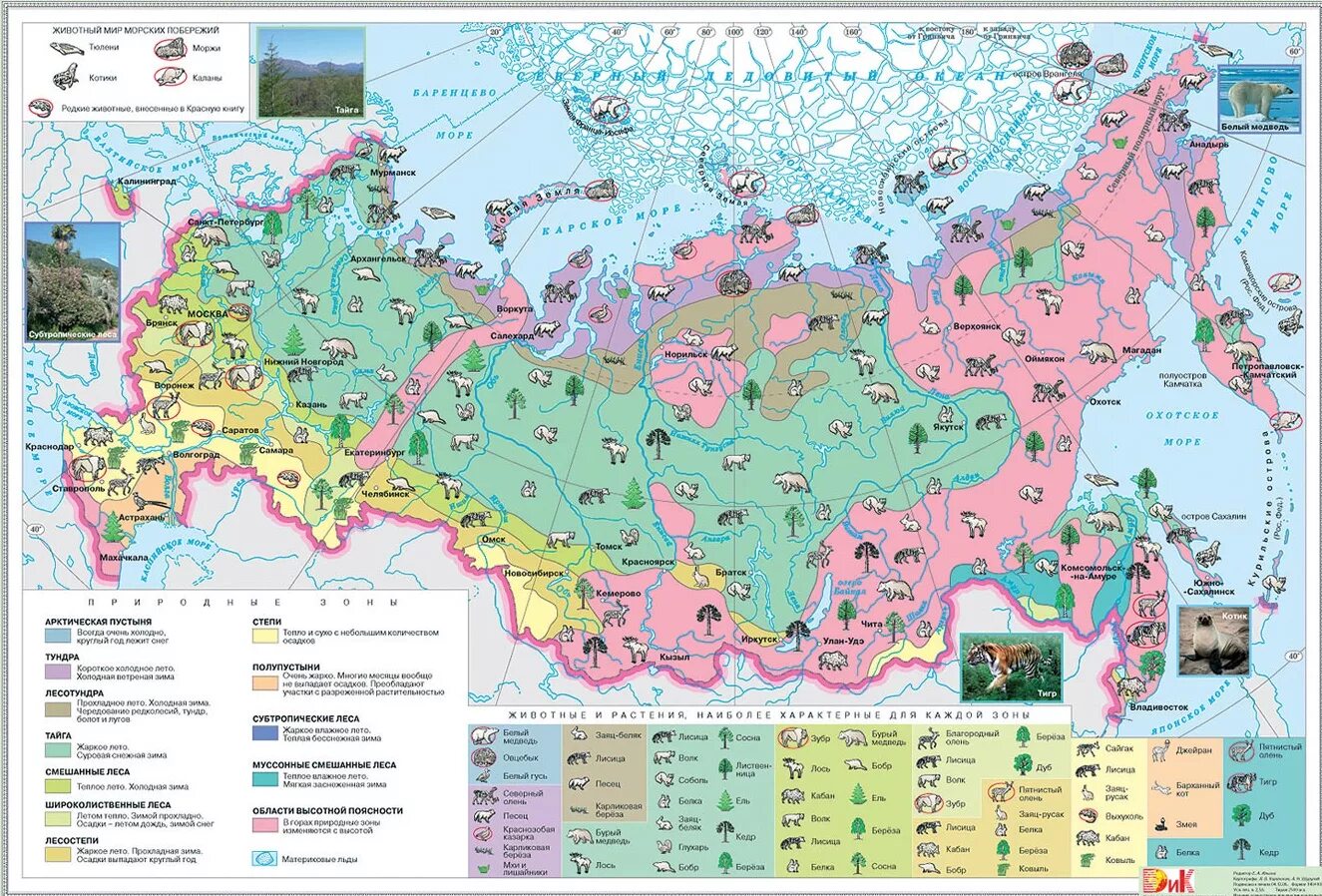 Растительный и животный мир природных зон России карта. Карта растительности России 8 класс. Карта природных зон России с животными и растениями. Природные зоны растения и животные России карта