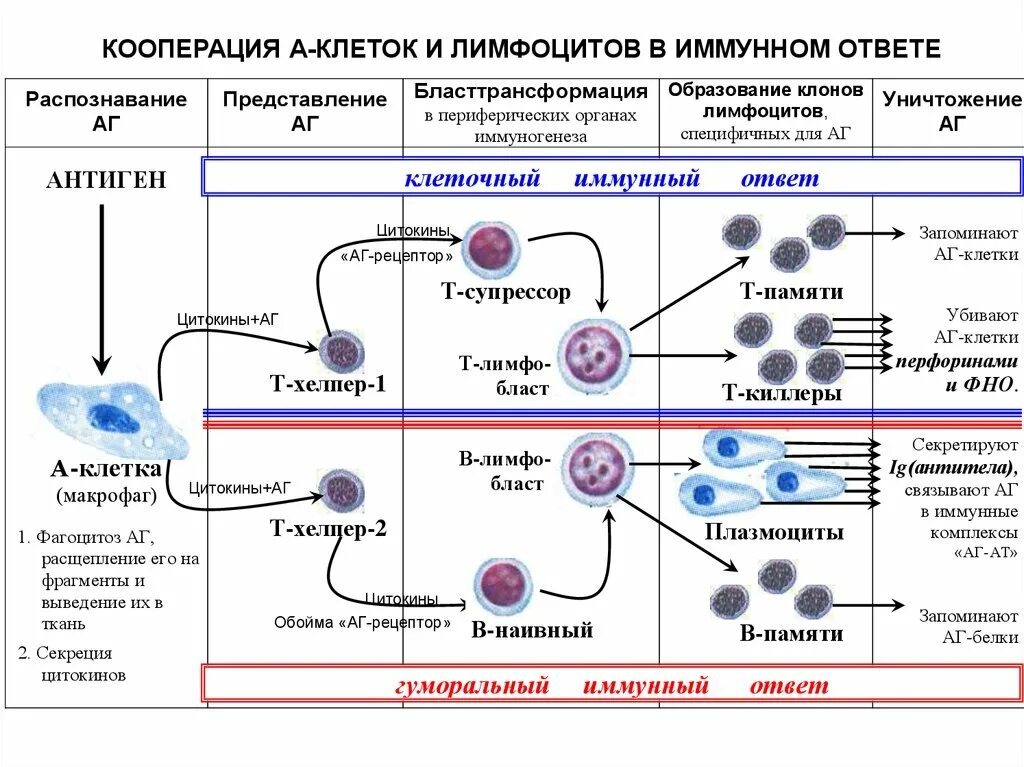 Кооперация клеток при клеточном иммунном ответе. Иммунокомпетентные клетки т и в лимфоциты. Кооперация клеток в иммунном ответе интерлейкины. Иммунокомпетентные клетки их кооперация в иммунном ответе. Т кооперация