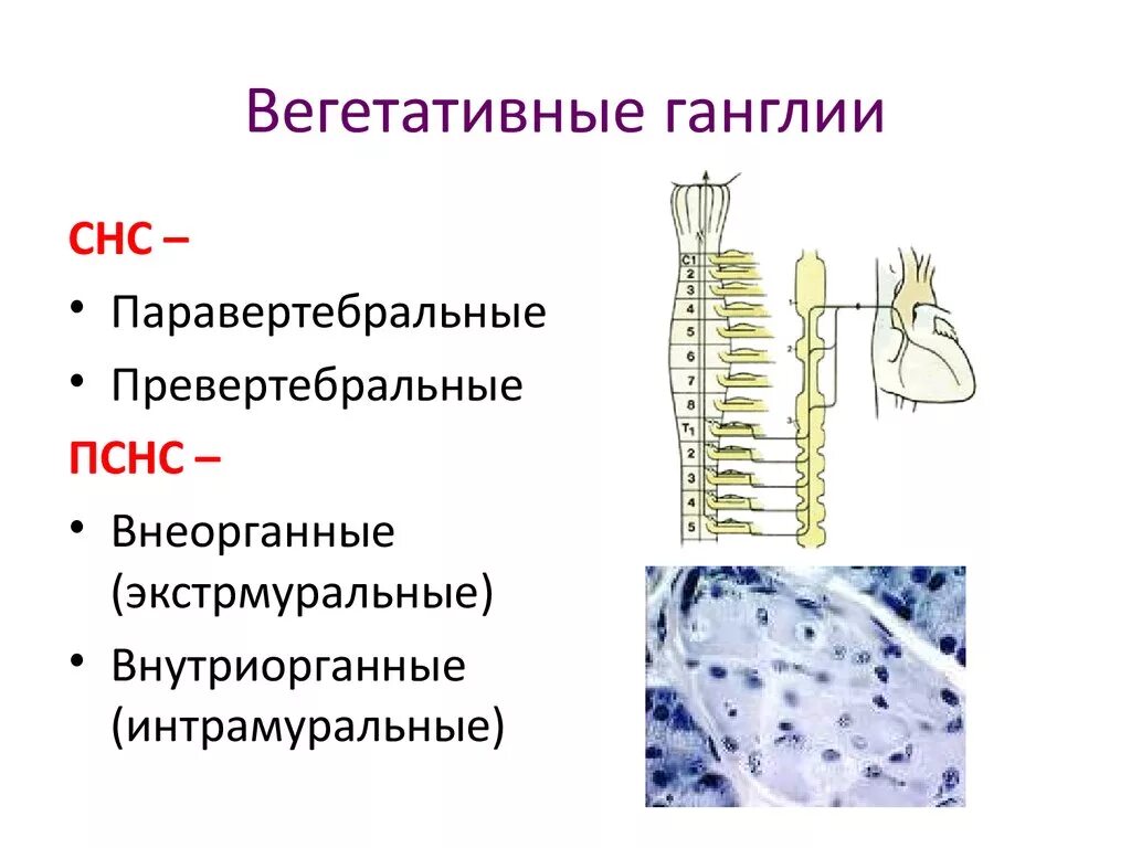 Строение нервного узла. Ганглии ВНС функции. Строение вегетативного ганглия. Строение периферического вегетативного ганглия гистология. Паравертебральные ганглии функции.