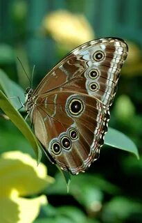De papillon