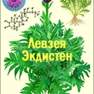 Аралия левзея лимонник