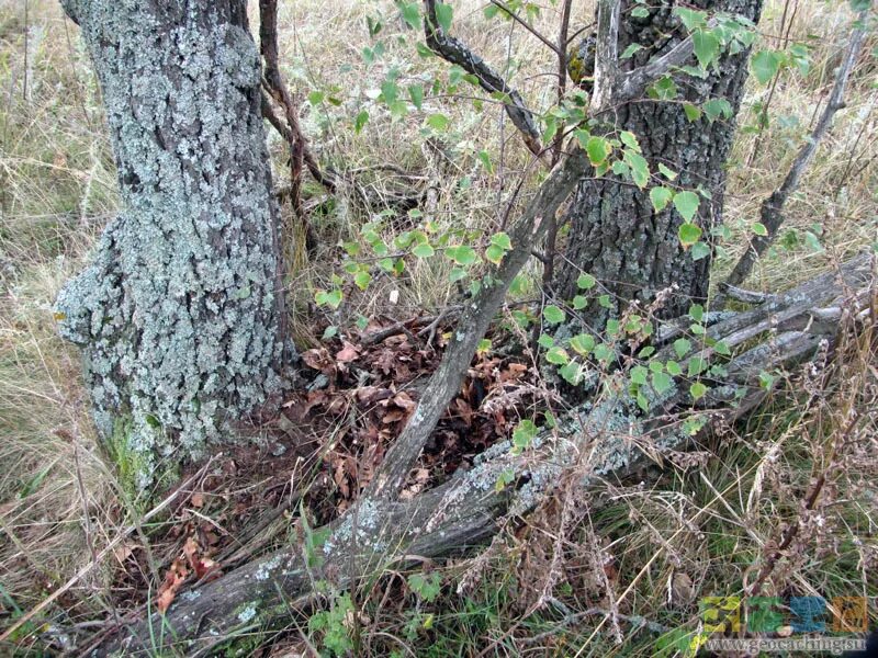 укажите наиболее вероятные места закладки. закладки зимой. закладки наркотиков тайники. закладка на дереве. возможные места установки взрывных устройств.