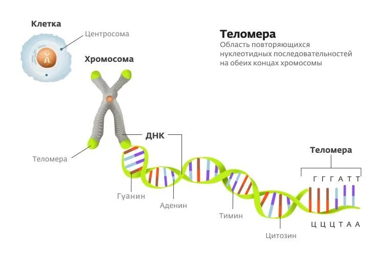 Строение хромосомы теломеры. Хромосома ДНК теломеры. Строение ДНК теломеры. Теломера в структуре хромосом. Молекулы днк находится в хромосомах